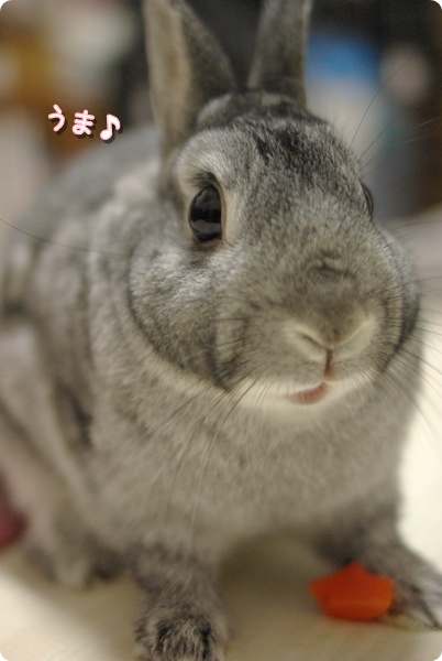 ぽりぽ〜り