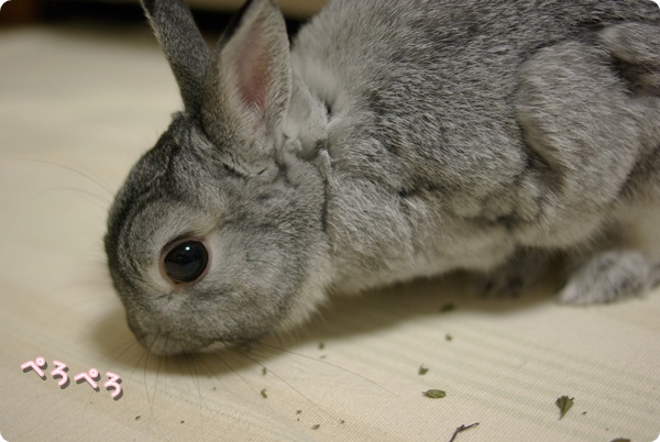 うまうま