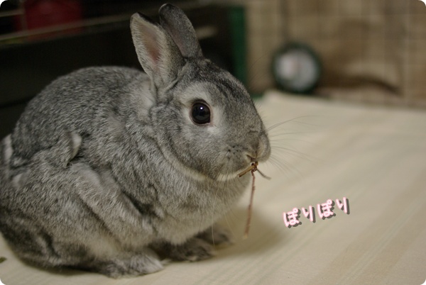 まわりもぽりぽり
