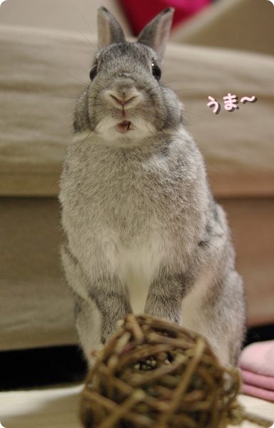 かじかじ