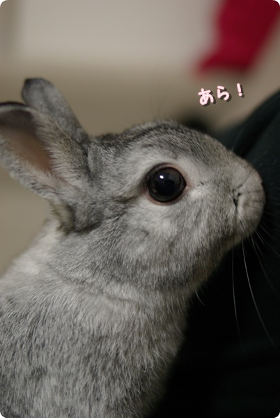 おめめぱっちり