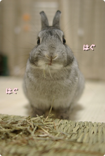 まくまく