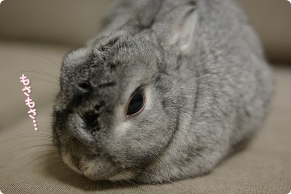 もさこ