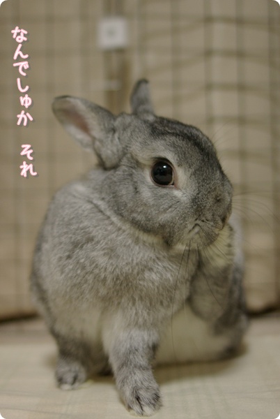 ぼりぼり