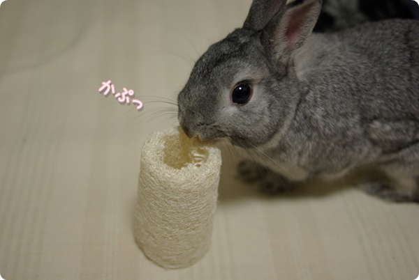 へちまくんだ