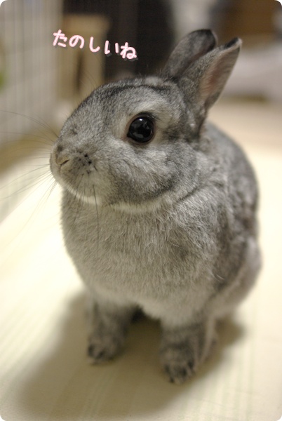 もっとやる?