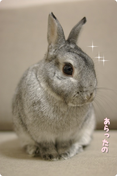 きらりん