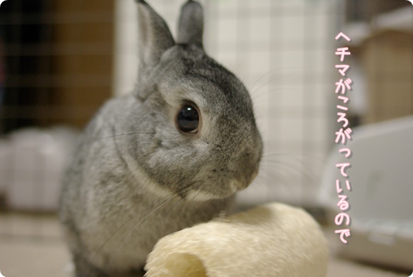 誰が転がしたのかな?