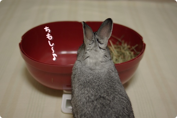 よってきました