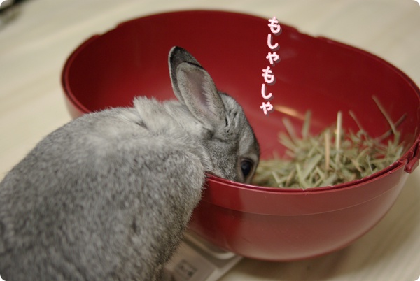 おかおだけつっこむの