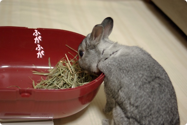 ぜんぶたべちゃうの?