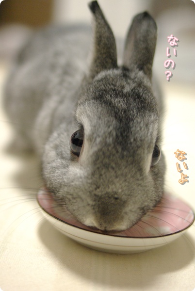 調べてます