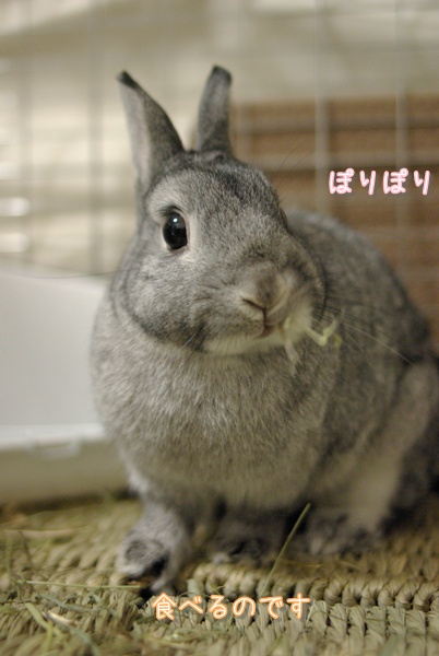 こっち向いて食べるんだね
