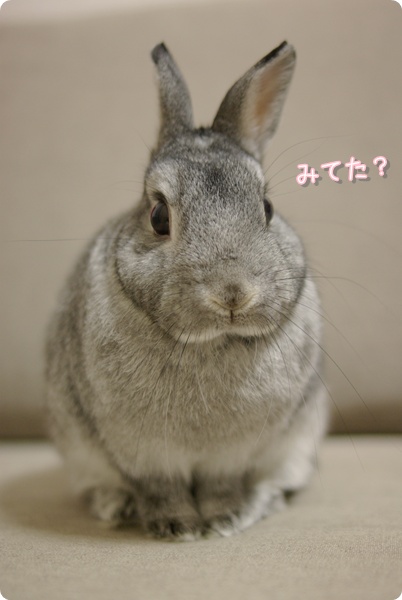 おすましっ