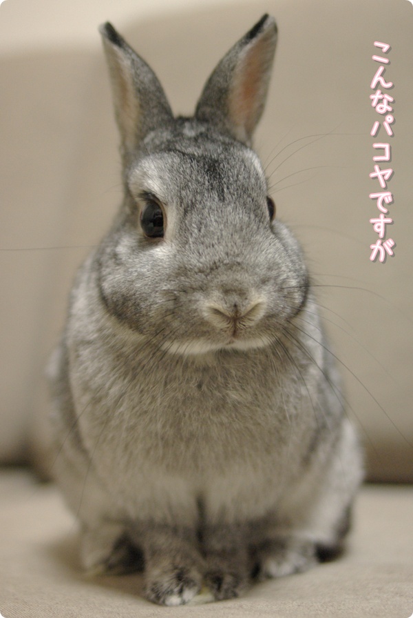 きりり