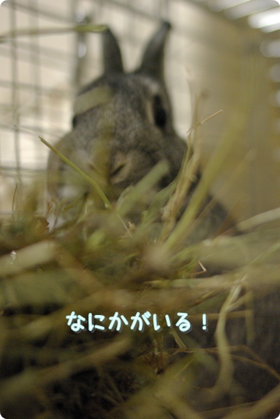 で〜ろん…