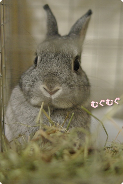 目線はチモシー