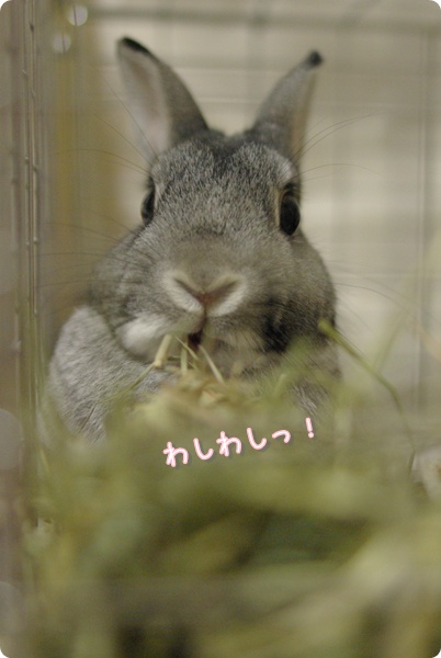 ばくばくばくばく!