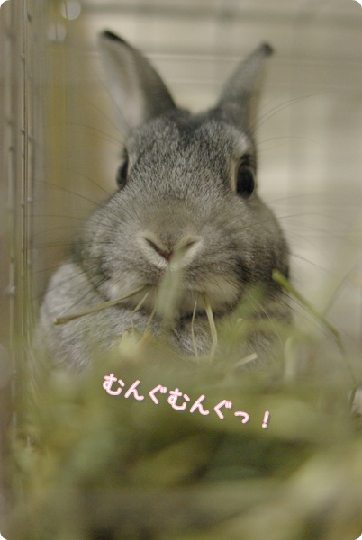 ぽりぽりぽりぽりっ