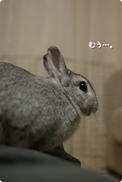 むふう