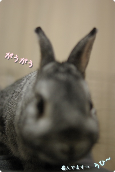 のっしのっし