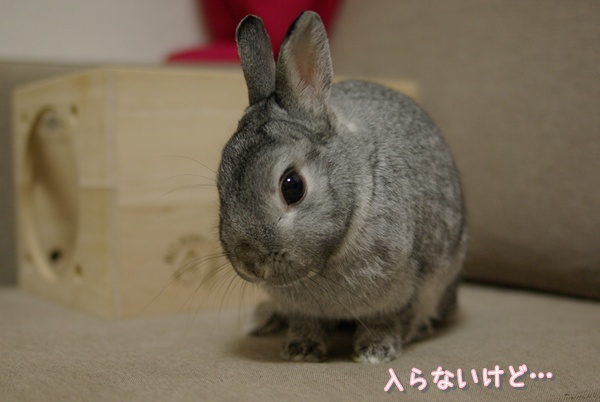 うむう