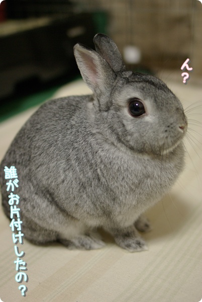 きょとん