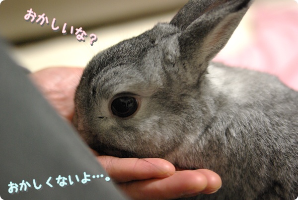 おやつ!おやつ!