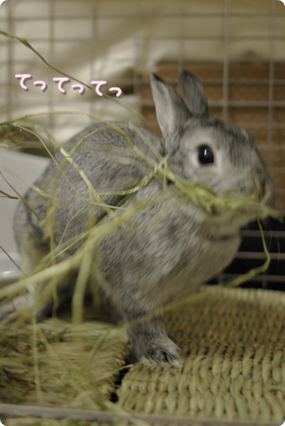 ふがふが