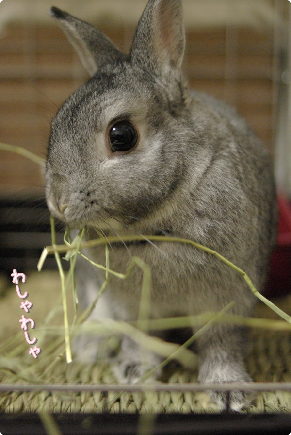 おいしいね