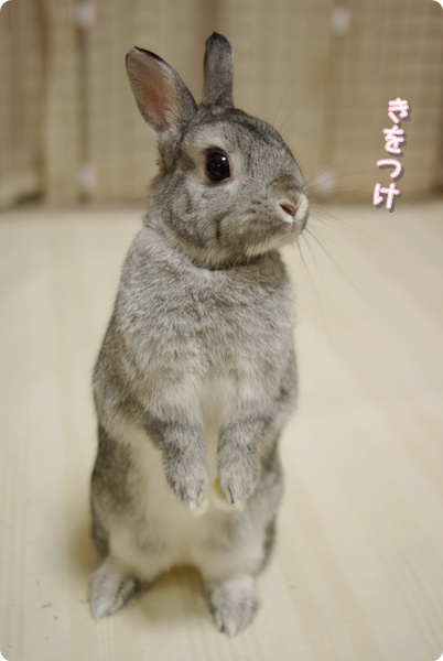 ぴょこ〜ん
