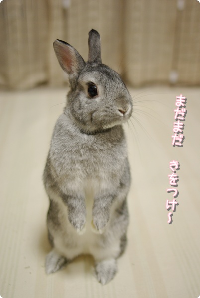ながい…