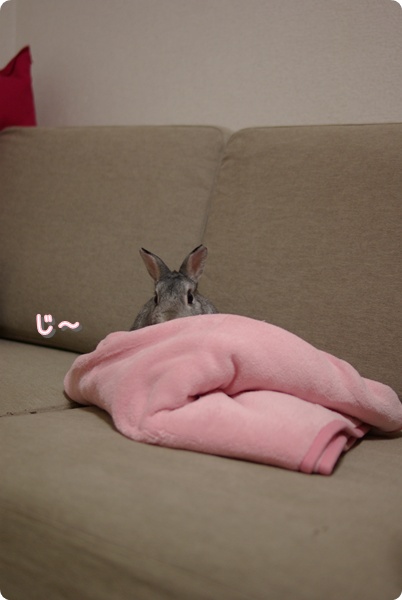 こっしょり