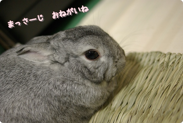 ほれほれ