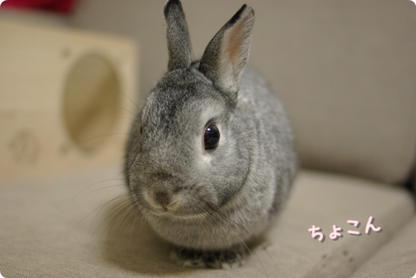 ちょこん