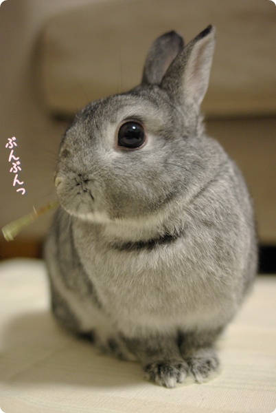 おすましぽりぽり