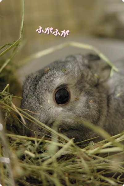 チモシーまみれ