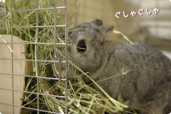 やりたい放題です