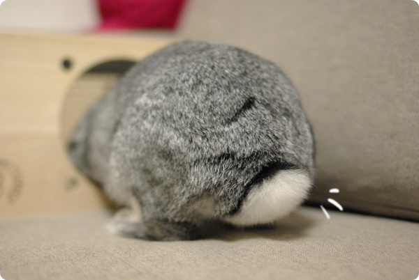 こっしょり