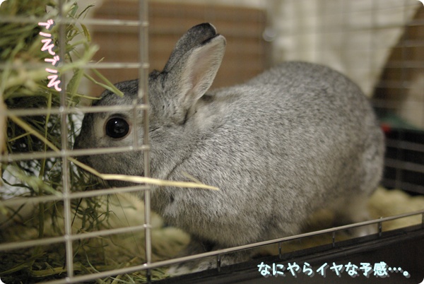 サークルタイムにチモシーくんくん