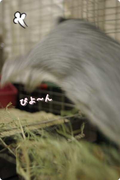 チモシーを抱いて翔べ