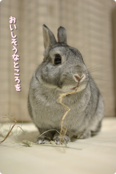 だからバラまいたんだね…