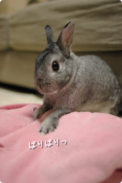 無心にほりほり!