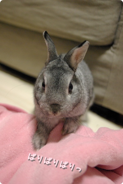 こっちもほりほり!