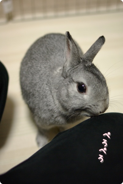 ぺろぺろ