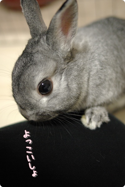 ちょこんと♪