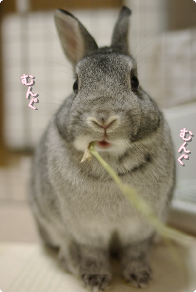 今日も外食