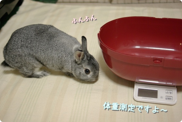 ぴょこたん♪