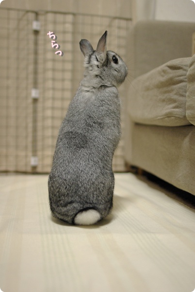 ちろり