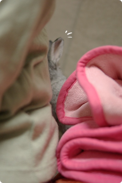 おみみぴょこ